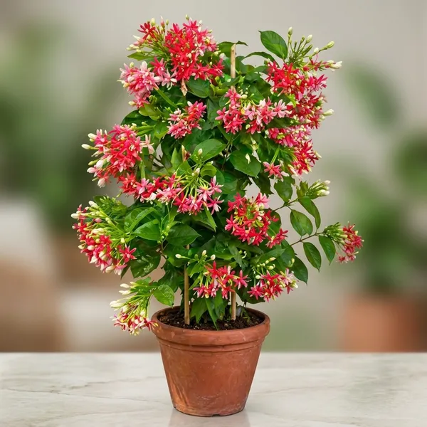 Petalpop_Madhu_Malti_Live_Flowering_Climber_In_Plastic_Pot