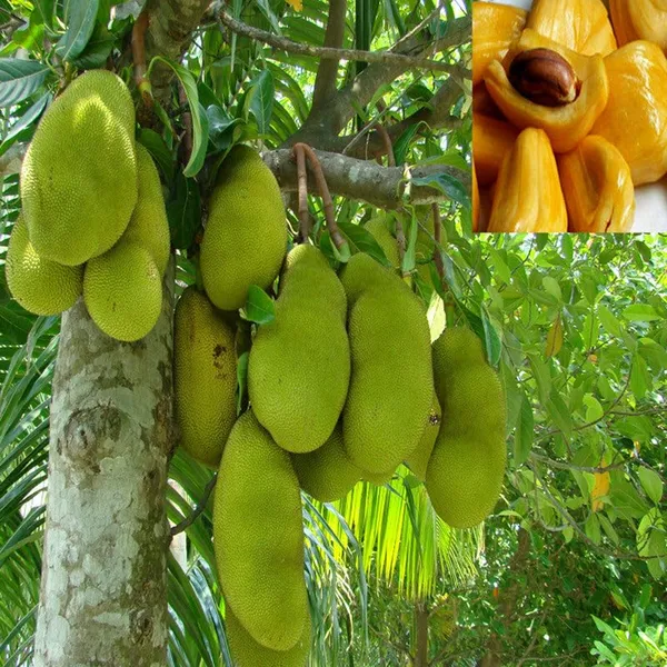 Vietnam_Super_Early_Jackfruit_Plant,_Live_Sapling,_1_Year_Fruiting,_High_Yield_All_Season