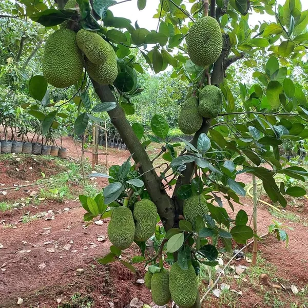 Vietnam_Super_Early_Jackfruit_Plant,_Live_Sapling,_1_Year_Fruiting,_High_Yield_All_Season