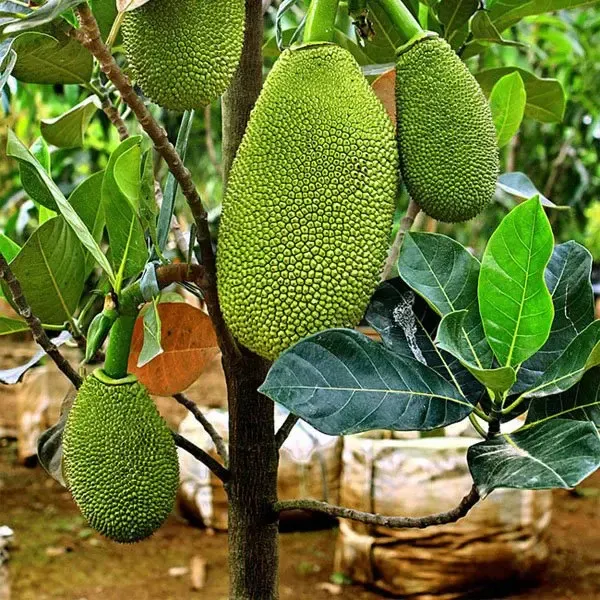 Vietnam_Super_Early_Jackfruit_Plant,_Live_Sapling,_1_Year_Fruiting,_High_Yield_All_Season