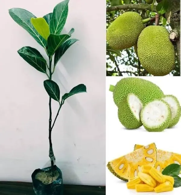 Vietnam_Super_Early_Jackfruit_Plant,_Live_Sapling,_1_Year_Fruiting,_High_Yield_All_Season