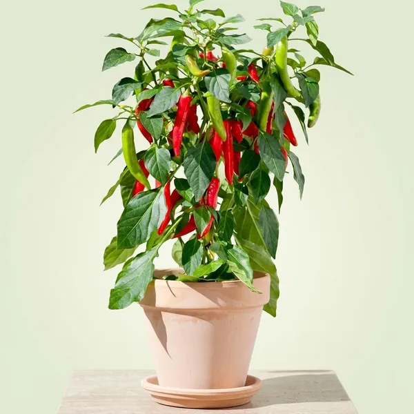 Petalpop_Red_Chilli_Live_Plant_In_Plastic_Pot