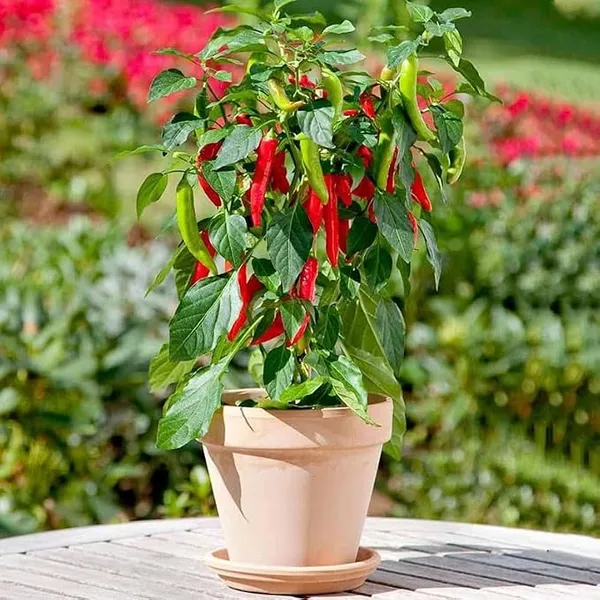 Petalpop_Red_Chilli_Live_Plant_In_Plastic_Pot