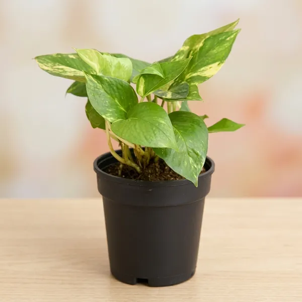 Petalpop_Green_Money_Plant_Live_Climber_In_Plastic_Pot