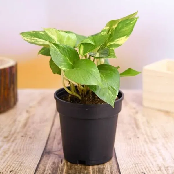 Petalpop_Green_Money_Plant_Live_Climber_In_Plastic_Pot