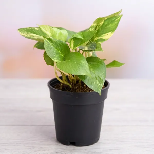 Petalpop_Green_Money_Plant_Live_Climber_In_Plastic_Pot