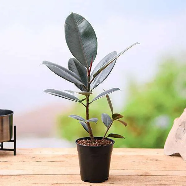 Petalpop_Rubber_Plant_Burgundy_Live_Foliage_Plant_In_Plastic_Pot
