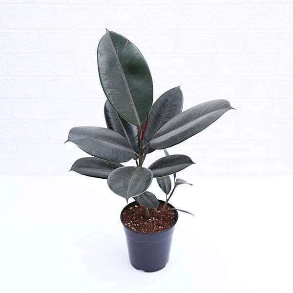 Petalpop_Rubber_Plant_Burgundy_Live_Foliage_Plant_In_Plastic_Pot