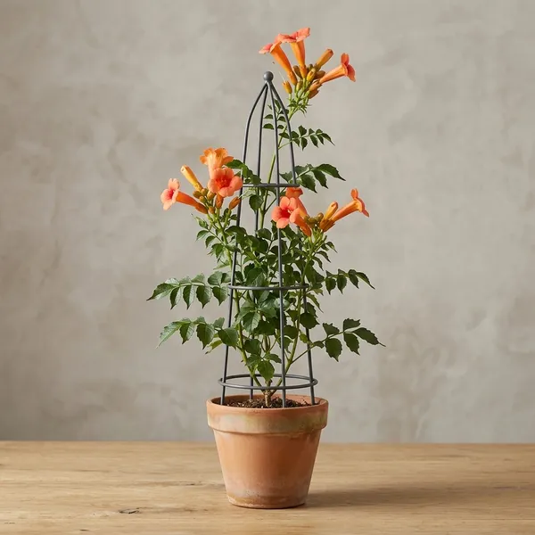 Petalpop_Flame_Vine_Bignonia_Venusta_Climber_Plant_In_Plastic_Pot