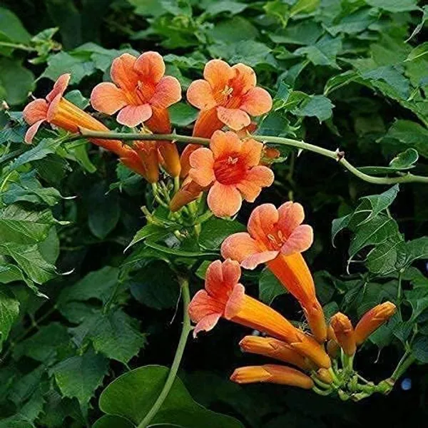 Petalpop_Flame_Vine_Bignonia_Venusta_Climber_Plant_In_Plastic_Pot