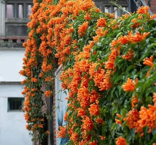 Petalpop_Flame_Vine_Bignonia_Venusta_Climber_Plant_In_Plastic_Pot