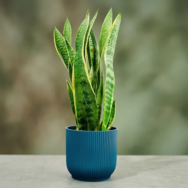 Petalpop_Snake_Plant_Live_Foliage_Plant_In_Plastic_Pot