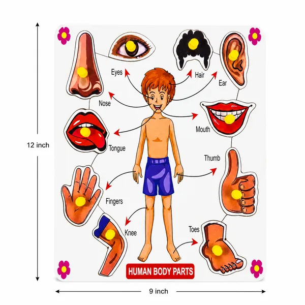 Body_Parts_Wooden_Puzzle_Learning_Board_For_Kids