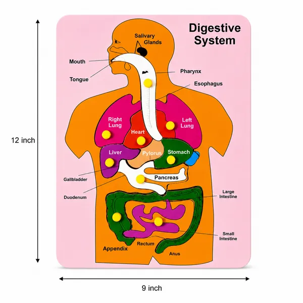 Digestive_System_Wood_Educational_Puzzle_Board_For_Kids