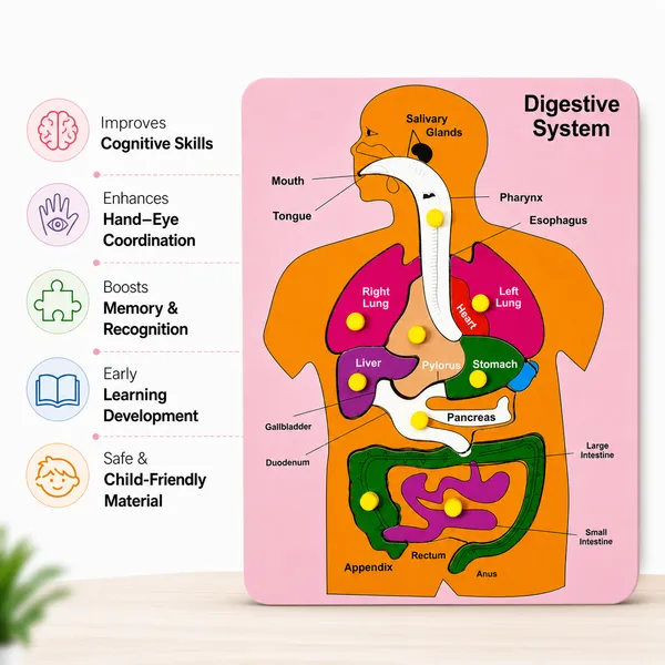 Digestive_System_Wood_Educational_Puzzle_Board_For_Kids