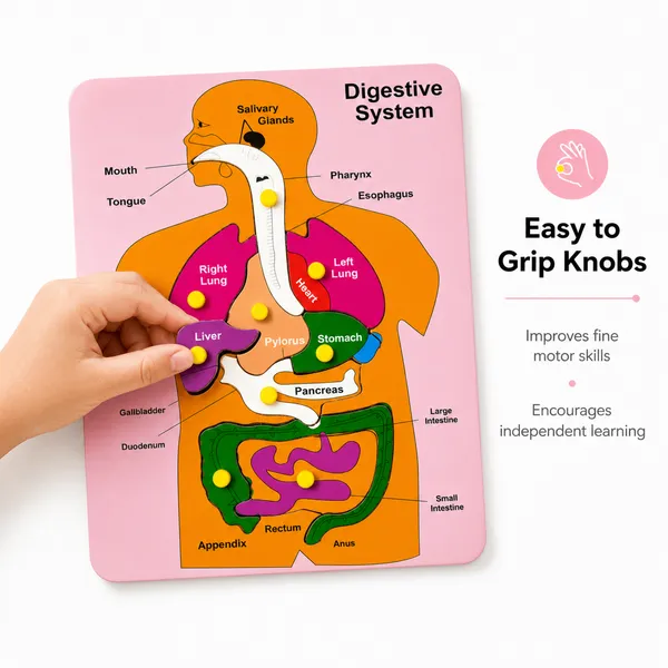 Digestive_System_Wood_Educational_Puzzle_Board_For_Kids