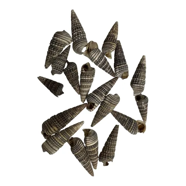 Natural_Shell_Ribbed_Cone_Coastal_Decorative_Set_Pack_of_8