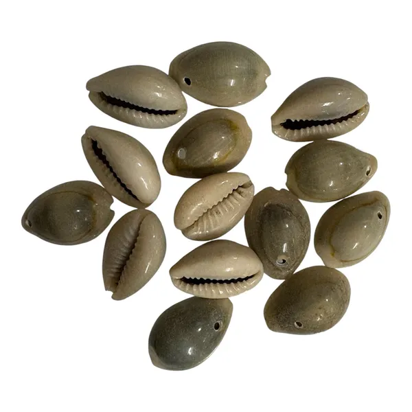 Natural_Cowrie_Shells_For_Craft_And_Jewellery_Making_Pack_of_8