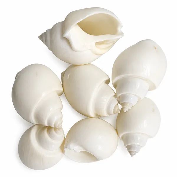 Plastic_Coastal_Spiral_White_Decorative_Seashells_Pack_of_8
