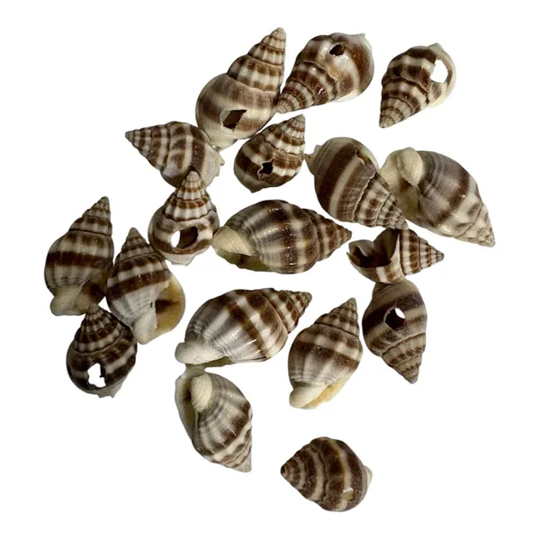 Plastic_Coastal_Striped_Brown_Cream_Decorative_Seashells_Pack_of_8
