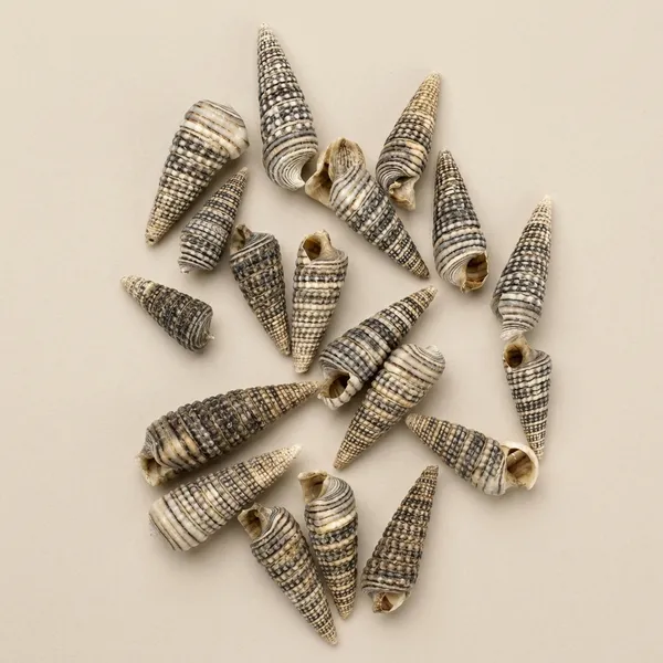 Natural_Shell_Ribbed_Cone_Coastal_Decorative_Set_Pack_of_8