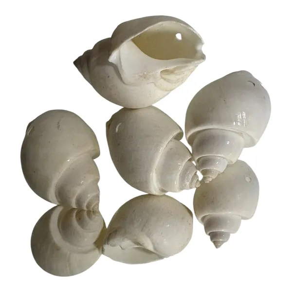 Plastic_Coastal_Spiral_White_Decorative_Seashells_Pack_of_8