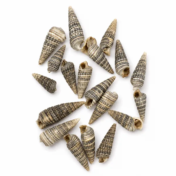 Natural_Shell_Ribbed_Cone_Coastal_Decorative_Set_Pack_of_8