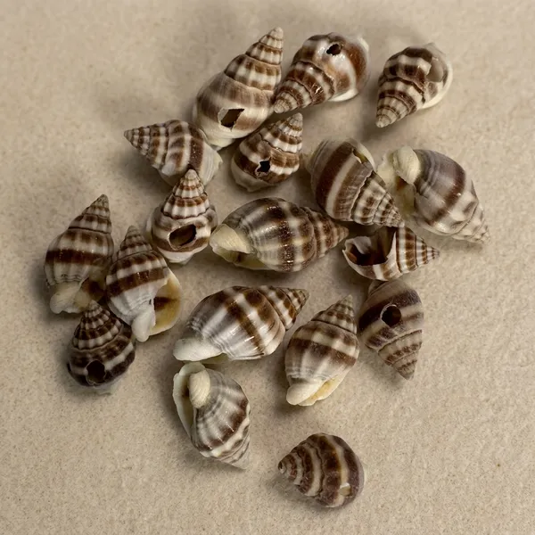 Plastic_Coastal_Striped_Brown_Cream_Decorative_Seashells_Pack_of_8