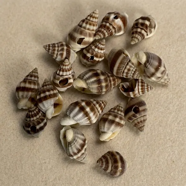 Plastic_Coastal_Striped_Brown_Cream_Decorative_Seashells_Pack_of_8