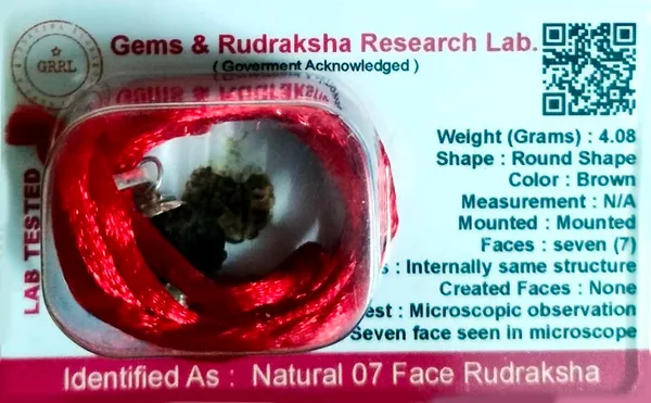 7_Mukhi_Rudraksha_Bead
