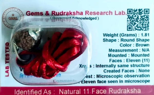 11_Mukhi_Rudraksha_Bead
