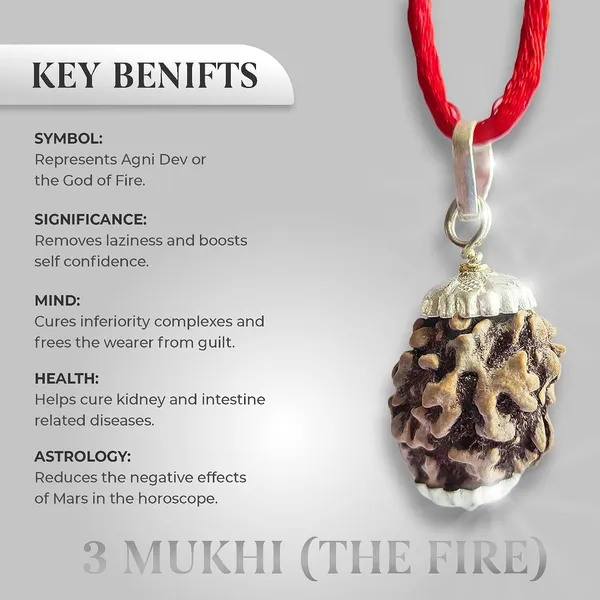 3_Mukhi_Rudraksha_Bead
