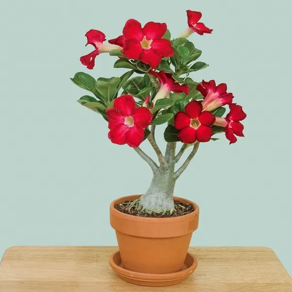 Rosy_Adenium_Red_Plant