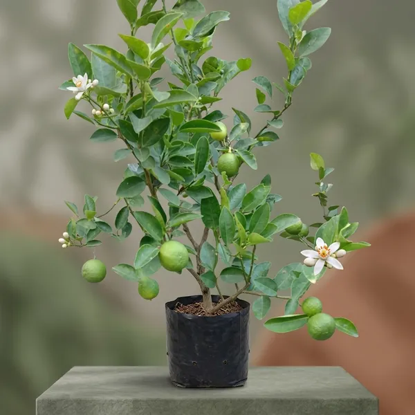 Kolkata_All_Season_Lemon_Plant_Grafted_Hybrid
