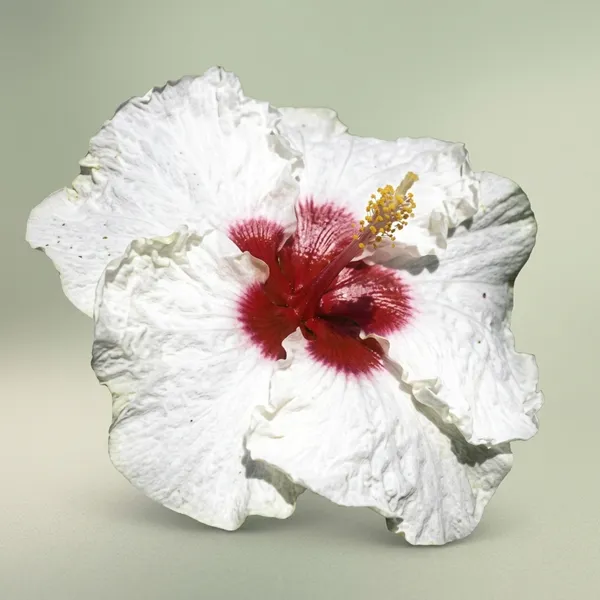 Charlie_Angels_Hibiscus_Plant