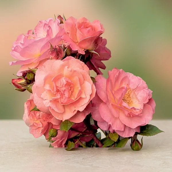 Cherish_Rose_Plant