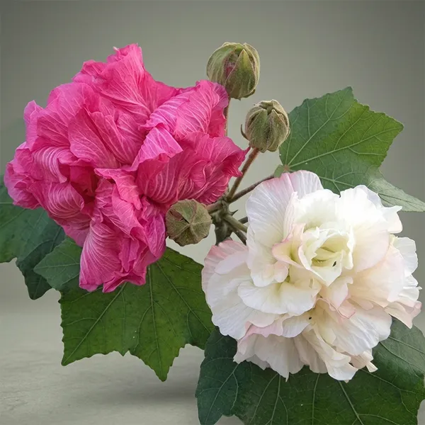 Colour_Changing_Rose_Plant