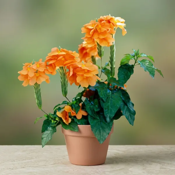 Crossandra_Flower_Plant