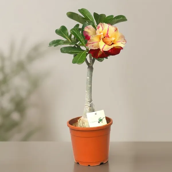 Divine_Cauldron_Adenium_Plant