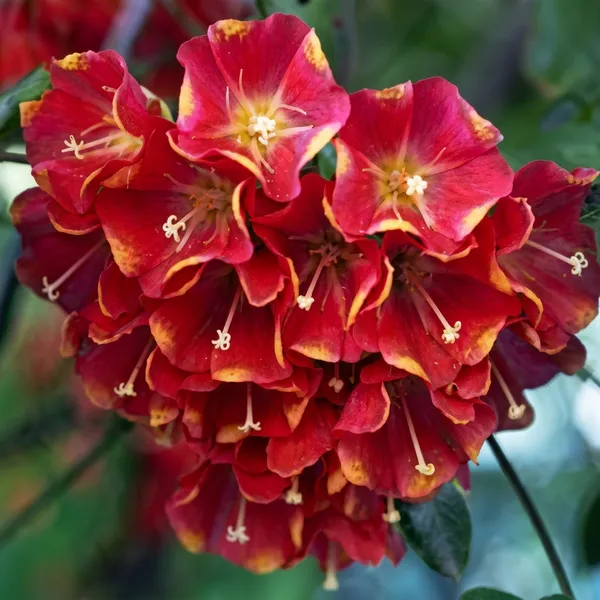 Dombeya_Red_Flowering_Plant