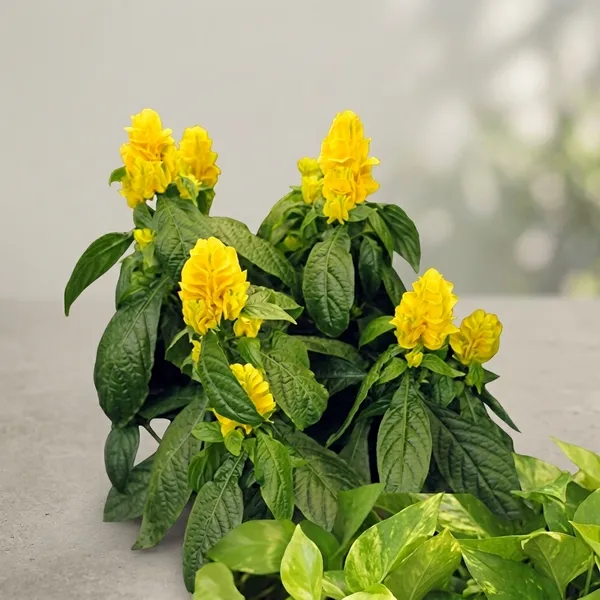 Golden_Shrimp_Plant_Outdoor_Gardening
