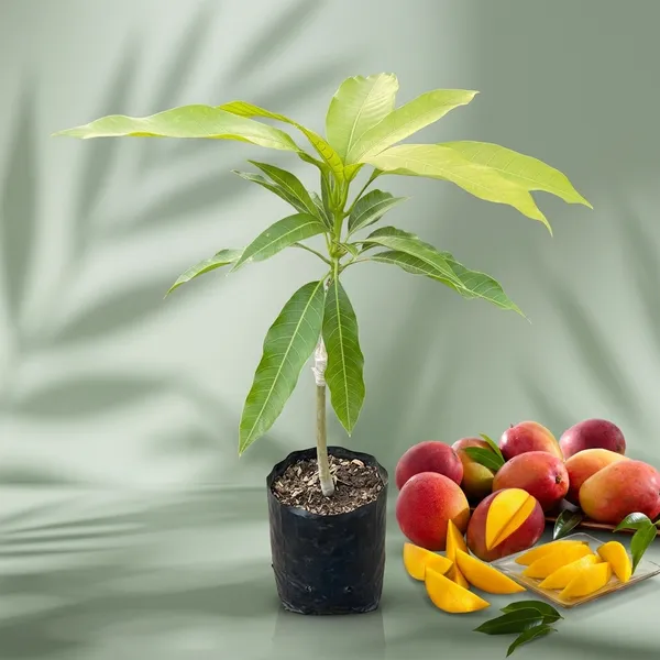 Gulab_Khas_Mango_Grafted_Plant