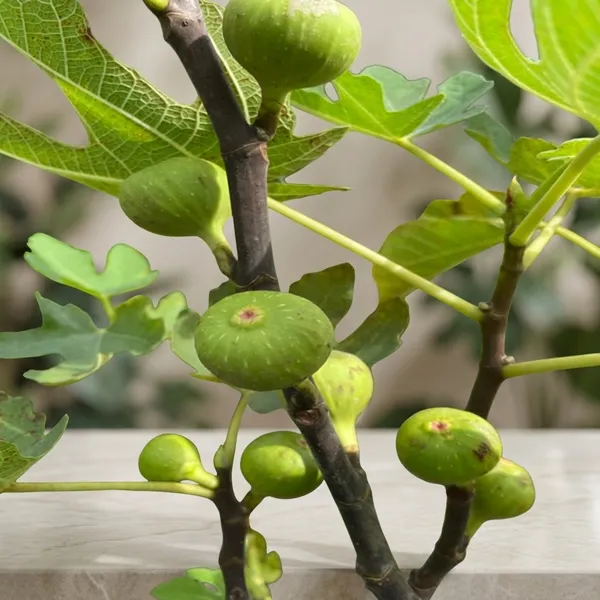 Hybrid_Fig_Fruit_Plant