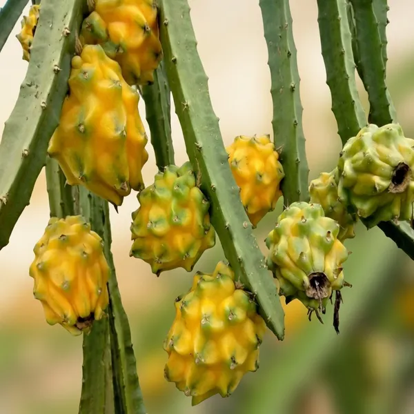Yellow_Dragon_Fruit_Hybrid_Plant