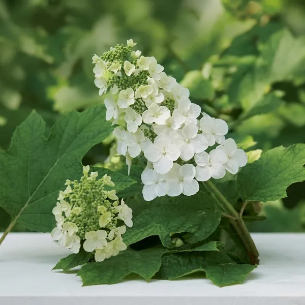 Hydrangea_White_Flower_Plant_Without_Pot