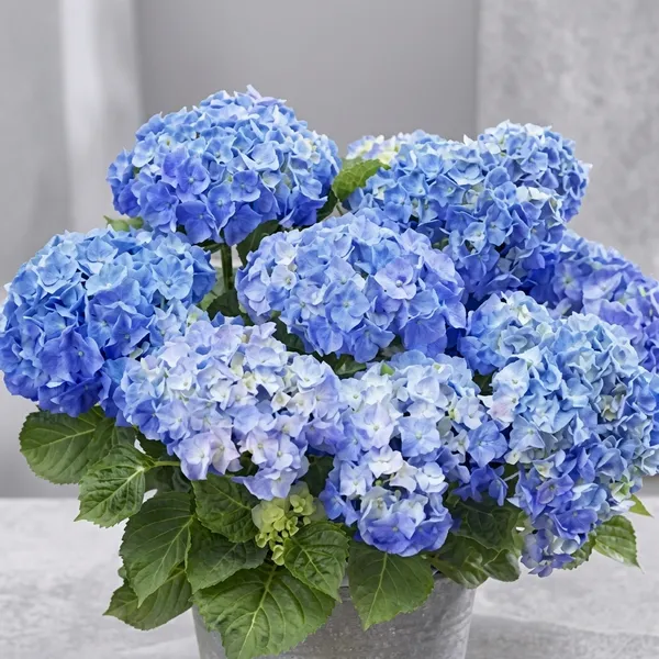 Hydrangea_White_Mix_Flower_Plant