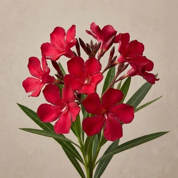 Karabi_Red_Flower_Outdoor_Plant