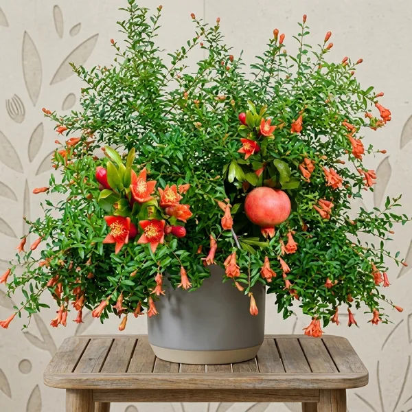 Kazake_Pomegranate_Grafted_Plant