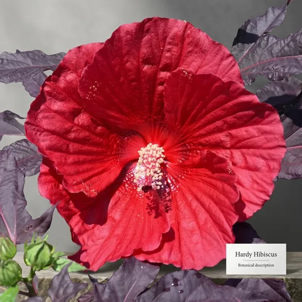 Midnight_Marvel_Hibiscus_Plant