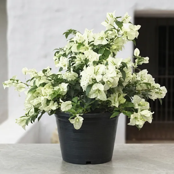 Miniature_Bougainvillea_White_Plant